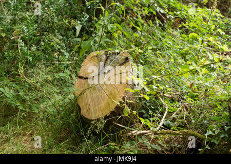 Tree trunk that has been cut down in an english woodland Stock Photo