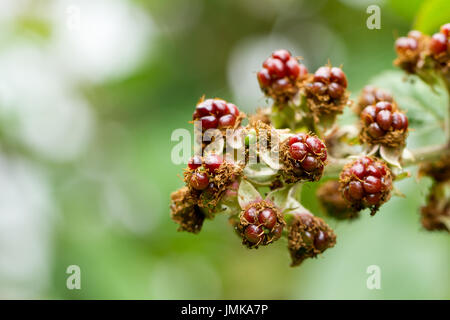Unripe blackberries, Rubus fruticosus, growing wild in an english woodland in summertime, Hampshire, England, UK Stock Photo