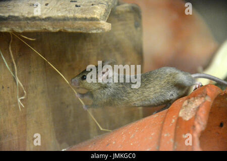 House Mouse (Mus musculus) - on a clay pot, stretching and pulling a single strand of straw Stock Photo