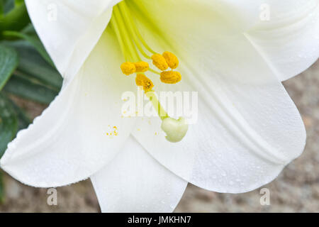 Easter Lily flower, closeup of stigma, stamens & anthers. Stock Photo