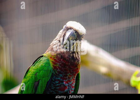 The red-fan parrot (Deroptyus accipitrinus), also known as the hawk-headed parrot, is an unusual New World parrot hailing from the Amazon Rainforest. Stock Photo