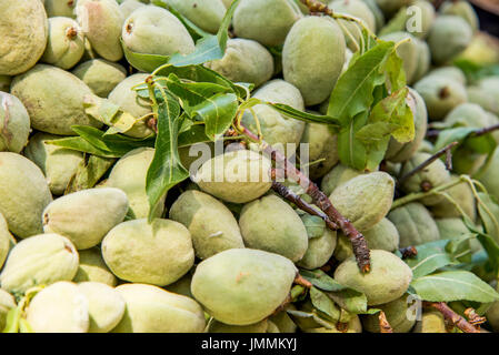 Green almond, also known as bitter almond- natural source of vitamins Stock Photo