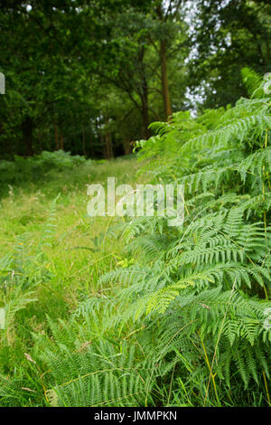 Ashdown Forest, West Sussex, UK Stock Photo