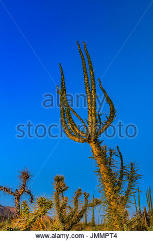 Boojum Trees, Fouquieria columnaris, in the Valle de Los Cirios, a Fauna and Flora Protected area. Stock Photo