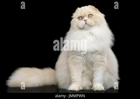 Highland Fold Cat on Black Background Stock Photo