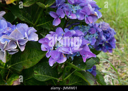 Hydrangea Flower Bush, Flowering in a Garden Natural Setting Stock Photo
