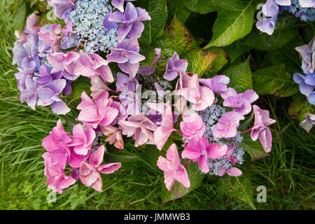 Hydrangea Flower Bush, Flowering in a Garden Natural Setting Stock Photo