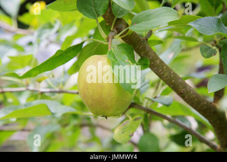 A Small Golden Delicious Apple Growing on a Fruit Tree Stock Photo