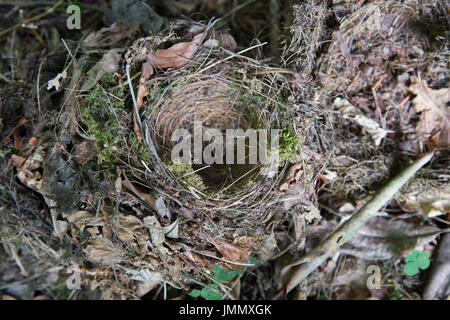 Empty Robin's Nest in a UK Garden Stock Photo