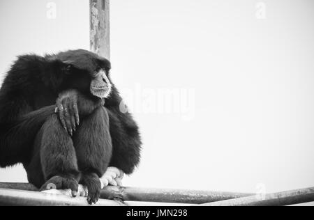 A Siamang Gibbon (Symphalangus syndactylus) with copy space Stock Photo