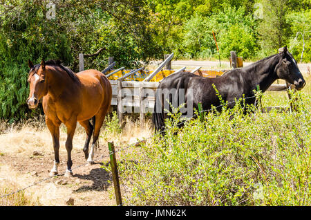 Pair of two horses, brown and black, behind fence in summer sunlight Stock Photo