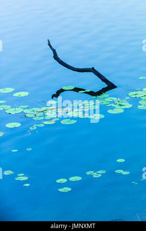 a bright blue lake with lily pads and a tree branch coming out of the water with a reflection. Stock Photo