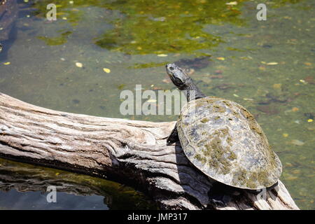 Yellow-spotted Amazon turtle  - Podocnemis unifilis Stock Photo