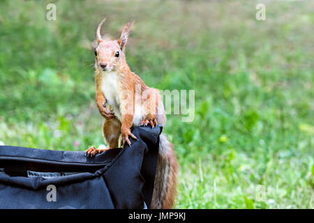 curious little red squirrel sitting on bag against blurred park background Stock Photo