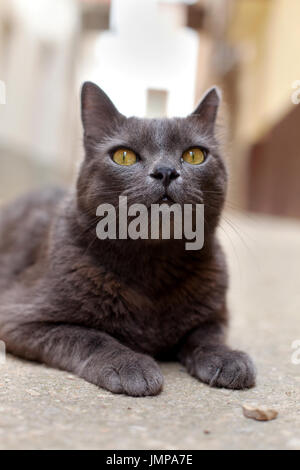 Male Russian blue cat lying in a quiet street. Stock Photo
