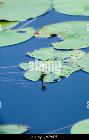 a floating garden of green water lily pads with a white flower, floating on a blue lake in early morning light Stock Photo