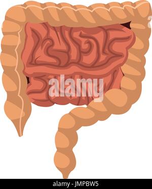 Small intestine color icon. Small bowel. Gastrointestinal tract ...