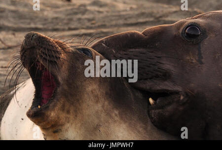 Elephant Seal Biting another Elephant Seal Stock Photo