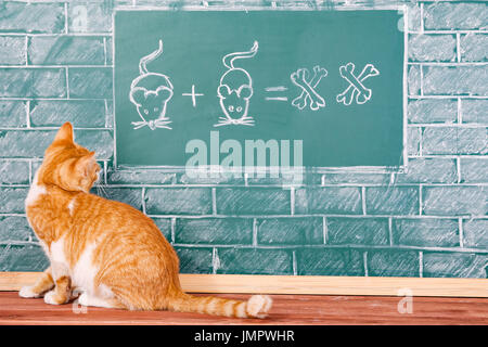 Education idea with red cat studying mathematics Stock Photo