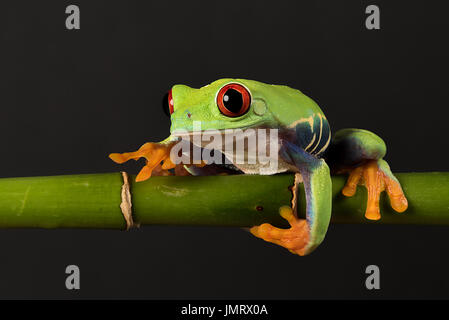 A close photograph of a red eyed tree frog balancing on a bamboo shoot against a black background Stock Photo