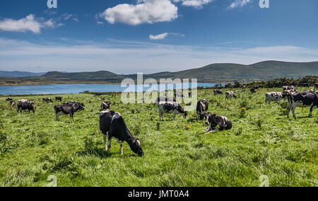 Grazing cows in a flock on a summers day, Ireland Stock Photo