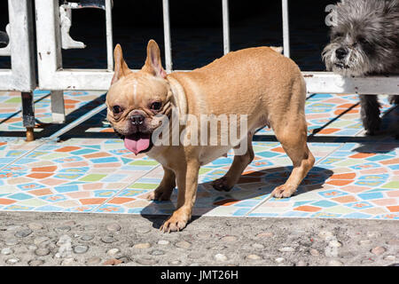Portrait of a cute french bull dog standing on the floor Stock Photo