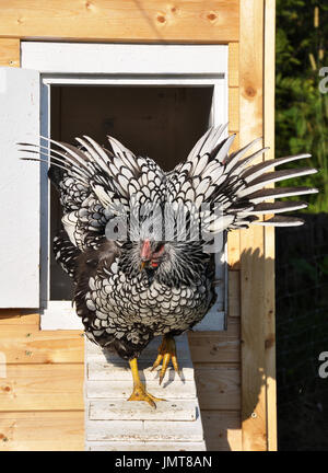 Wyandotte in front of chicken house Stock Photo