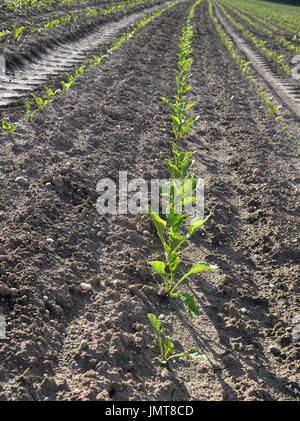 Sugar beet field (Beta vulgaris subsp. vulgaris) Stock Photo