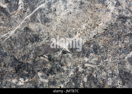 Gray granite stone texture. Stock Photo