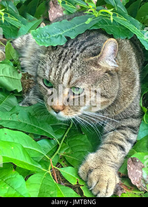 A beautiful Highland Lynx cat in the leaves hunting his prey. Stock Photo