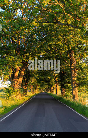 Deutsche Alleenstraße, or German Avenue Road, Putbus, Ruegen, Mecklenburg-Western Pomerania, Germany, Europe Stock Photo