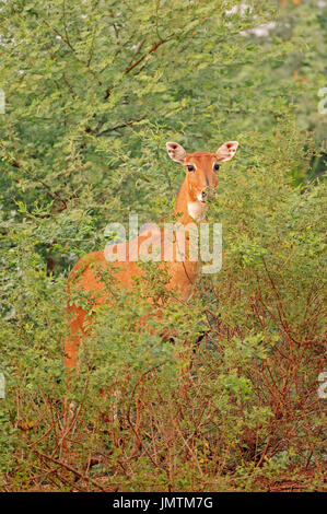 Nilgai, female, Keoladeo Ghana national park, Rajasthan, India / (Boselaphus tragocamelus) / Blue Bull Stock Photo