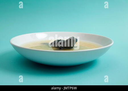 a sea lion animal swiming in a broth with Alphabet pasta. Quirky, funny and minimal color still life photography Stock Photo