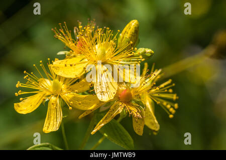 Blossoms of spotted St Johns wort, Hypericum maculatum Stock Photo