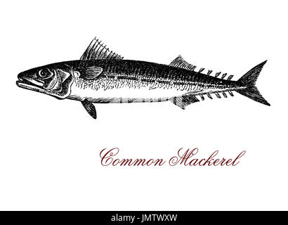Vintage engraving of common mackerel,strong flavored seafood of saltwater with warm temperatures Stock Photo