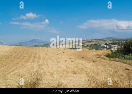 Yellow wheat grain ready for harvest growing in a farm field, Italy Stock Photo