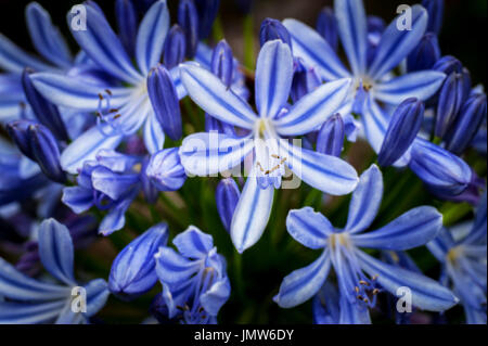 A closeup view of the stamen of Agapanthus Africanus. Stock Photo