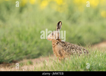 Brown Hare keeping a watchful eye... Taken in Suffolk, UK. Stock Photo