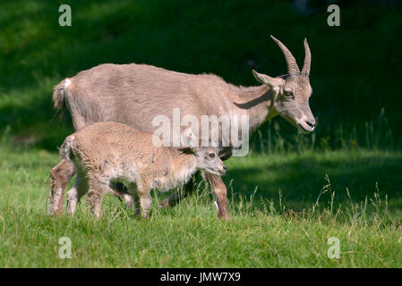 Profile female Alpine ibex (Capra ibex) and its kid in the mountains of the Alps from around chamonix-Mont-blanc in France Stock Photo