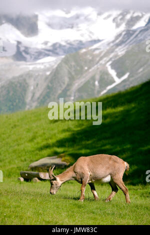 Alpine ibex (Capra ibex) female walking on a meadow, Bavaria, Germany ...