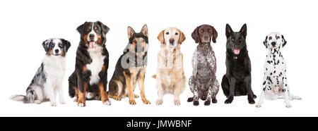 Many different dog breeds in front of white background, isolated Stock Photo