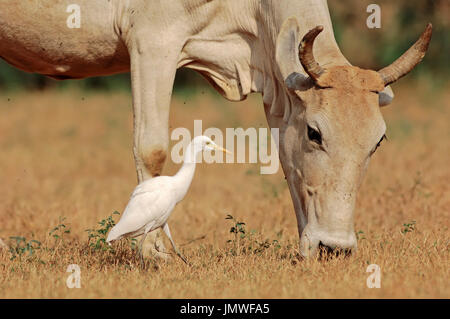 Zebu cattle and Cattle Egret, Rajasthan, India / (Bos primigenius indicus), (Bubulcus ibis) Stock Photo