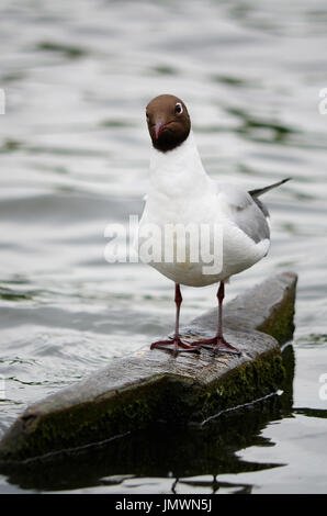 Common black-headed gull (Larus ridibundus) in summer plumage sitting on a stone with a funny look on its face. Stock Photo