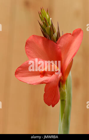 Closeup red canna flower, commonly known as Indian shot Stock Photo