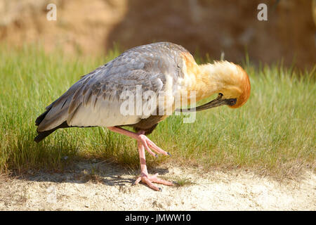 Profile Black-faced Ibis (Theristicus melanopis) on grass on one leg Stock Photo