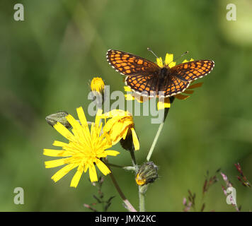 Butterfly on yellow flower. Skogsnätfjäril, (Melitaea athalia) Stock Photo