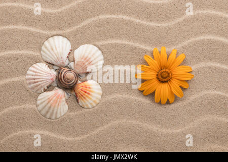 Yellow daisy and chamomile made from seashells lying on dunes. View from above Stock Photo