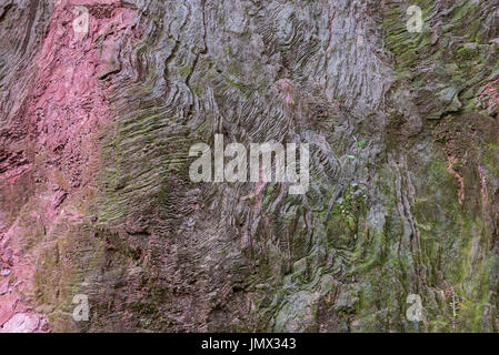 Outcrop of mica schist, a metamorphic rock. Colombia, South America. Stock Photo