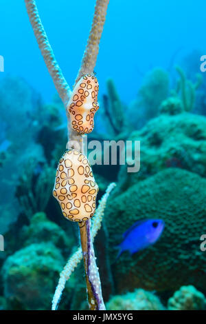 Cyphoma gibbosum, flamingo tongue snail on Gorgonia, Tortola Island, British Virgin Islands, Caribbean Sea Stock Photo