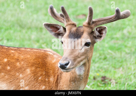 The fallow deer (Dama dama)